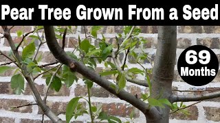 How to Grow Pear Trees from Seed  Month 69 Update [upl. by Notsud956]