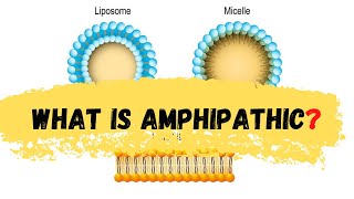 what is amphipathic  defination of amphipathic  Amphipathic [upl. by Simson871]