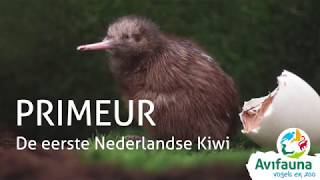 Primeur in Avifauna eerste kiwi uit het ei [upl. by Kcireddor54]