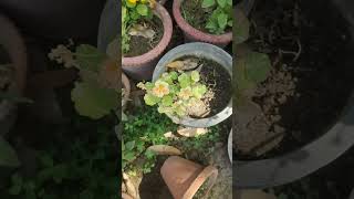 Tropaeolum nasturtium Tropaeolaceae usershodh youtubeshorts trending viral २०२४ identity [upl. by Rozina187]