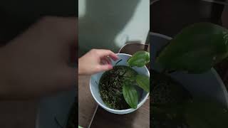 Acuarios unboxing plantas nuevas para los acuarios acuarismo [upl. by Yahska]