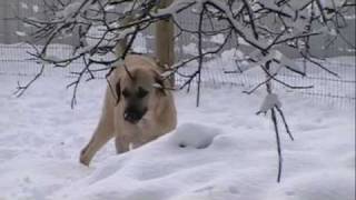 Anatolian Shepherd Dogs in California [upl. by Elyod616]