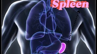 Spleen  Anatomical Position  Parts  Dissection easy explanation ospe [upl. by Otreblasiul]