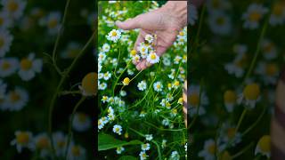 When amp How to Harvest Chamomile Flowers [upl. by Barnett863]