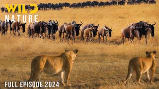 WILD SAVANNAH  The Migration Journey and Challenges in the Land of Predators  Animal documentary [upl. by Cataldo]