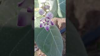 stree2 flowers botany motivational romentic story nature natural photography [upl. by Romonda]