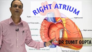 RIGHT ATRIUM OF HEART  INTERNAL FEATURES [upl. by Thisbe]