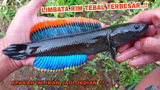 PANIK Mancing Channa Limbata Di Tempat Ini Dapat Channa Limbata Rim Tebal Super Besar [upl. by Anitsuga846]