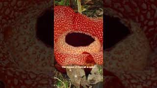 The Philippines Kingdom of the Giant Stinky Rafflesia Rafflesia philippines [upl. by Camila937]