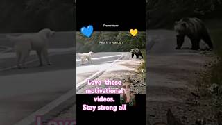 Amazing dog Vs bear nature motivational staystrong dog bear BeyondBoundaries454 [upl. by Custer]