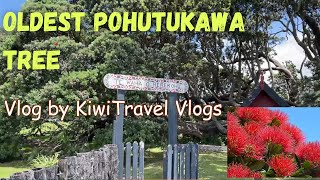 Exploring Te Araroa amp Te Waha O Rerekohu  Visit the Oldest Pohutukawa Tree of New Zealand [upl. by Aliel467]