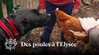 Des poules à lÉlysée  Emmanuel Macron [upl. by Arual]