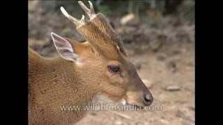 Indian muntjac or Barking Deer [upl. by Arised360]