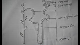 HOW TO DRAW NEPHRON DIAGRAM VERY EASY। খুব সহজে নেফ্রনের চিত্র অঙ্কন করুন। FOR SSC BIOLOGY [upl. by Acirretahs194]