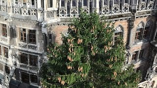 vorgestellt Christbaum 2014 aus Kochel auf dem Münchner Marienplatz [upl. by Eeliah347]