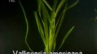 eelgrass  tapegrass Vallisneria americana [upl. by Loss]