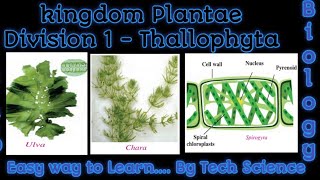 Thallophyta  features of Thallophyta Kingdom plantae thallophytathallophyta class 9 Tech Science [upl. by Pitts]