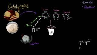 Introduction to biomolecules  Biomolecules  Biology  Khan Academy [upl. by Oirasec433]