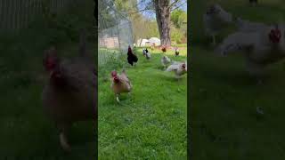 Chicken with no toes running to flogging Molly [upl. by Rosmunda540]