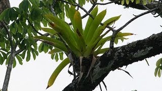 10 Amazing Facts About Epiphytes [upl. by Clabo63]