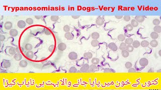 Live Trypanosoma in Blood Smear of Dog  Very Rare Blood Parasite in Dogs  VET ISMAEEL OFFICIAL [upl. by Annaicul947]