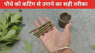 Jatropha Plant Cutting Easy Method  पौधे को कटिंग से उगाने का बेहतर तरीका [upl. by Namaan]