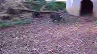 Tasmanian Devils fighting in Devil Zoo Tasmania Australia [upl. by Bilak502]