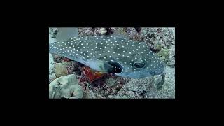 Fish of the Day Stripebelly Pufferfish It’s Poisonous  MEGA Lab Hawaii like share youtubeshorts [upl. by Ynot]