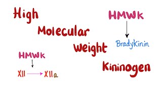 High Molecular Weight Kininogen HMWK [upl. by Yblek928]