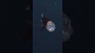 Have you ever seen a Barreleye Fish facts underwaterworld barreleye educational [upl. by Todd]