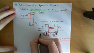 The PI3K  AKT  mTOR Pathway and Cancer Part 4 [upl. by Anar325]