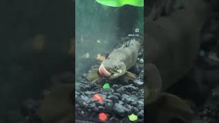 BAD AZZ Predator BICHIR feeding bichir tropicalfish predatorfish bigfish predatorfishkeeper [upl. by Tavy]