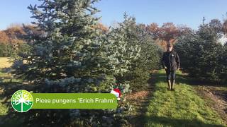 Abies amp Picea de ideale kerstboom  Bomenvlog 14 [upl. by Bunting]