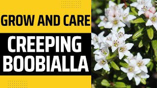 How To Grow And Care For Creeping Boobialla Myoporum Parvifolium [upl. by Aduhey]