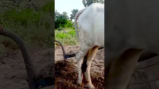 208k cow wow plow 4kvideo 4k किसान हल गाय [upl. by Gnous]