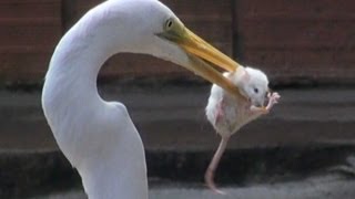 EGRET EATS MOUSE [upl. by Agace]