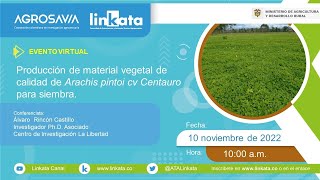 Producción de material vegetal de calidad de Arachis pintoi cv Centauro para siembra [upl. by Aramac]