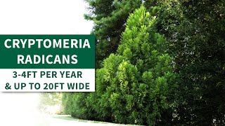 Cryptomeria Radicans  or Cryptomeria Japonica  Lush Foliage for Stunning Privacy [upl. by Tomkin]