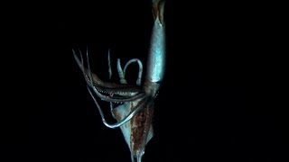 First Ever Video of Giant Squid Alive [upl. by Ahsanat]