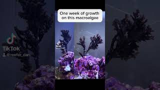 Impressive growth on this macroalgae algae in my fish and coral nano reef tank [upl. by Akenom]