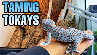 FEEDING MY TOKAY GECKOS  TAMING TOKAYS [upl. by Wiedmann]