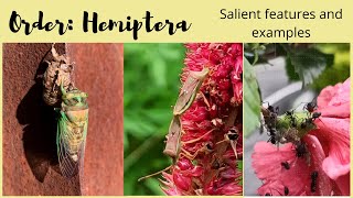 Order Hemiptera  Salient Features and Examples [upl. by Anehsak]