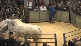 Charolais Bull Sale prices 9000  14000 gns Carlisle May 11th 2013 [upl. by Pancho562]