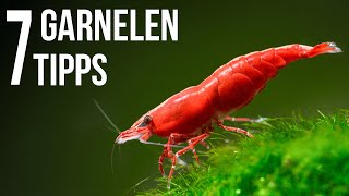 7 Tipps für Garnelen im Aquarium 4k Video [upl. by Ahsilav500]