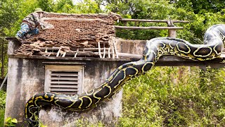 A giant python guards the roof of an abandoned house  We caught it and released it into the wild [upl. by Hynda494]