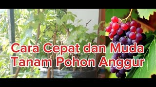 Cara Cepat dan Muda Tanam Pohon Anggur [upl. by Rolyks]