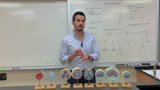 Components of Blood Plasma and Formed Elements [upl. by Shirley]