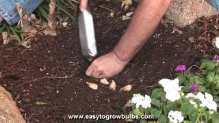 Freesia Flower Bulbs  Tips on How to Plant the Bulbs [upl. by Aennyl]