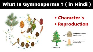 What is gymnosperms   Reproduction  microspore and megasopre  in Hindi [upl. by Koball]