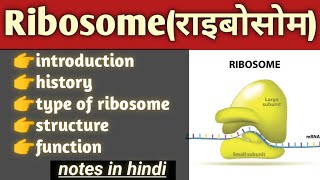 ribosome structure and function in hindi  cell biology bsc biology [upl. by Enowtna]